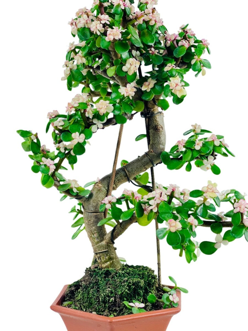 Portulacaria Afra Pink Jade Bonsai - egg pot - medium/grey - Potted plant - Tumbleweed Plants - Online Plant Delivery Singapore