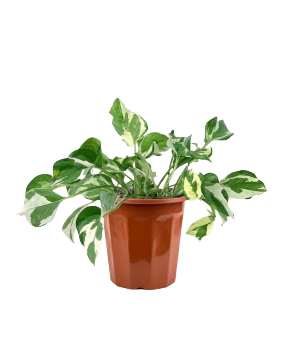 Pothos N'Joy in a grow pot