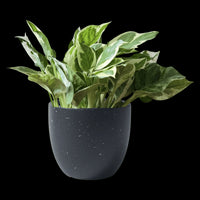 Pothos N'Joy