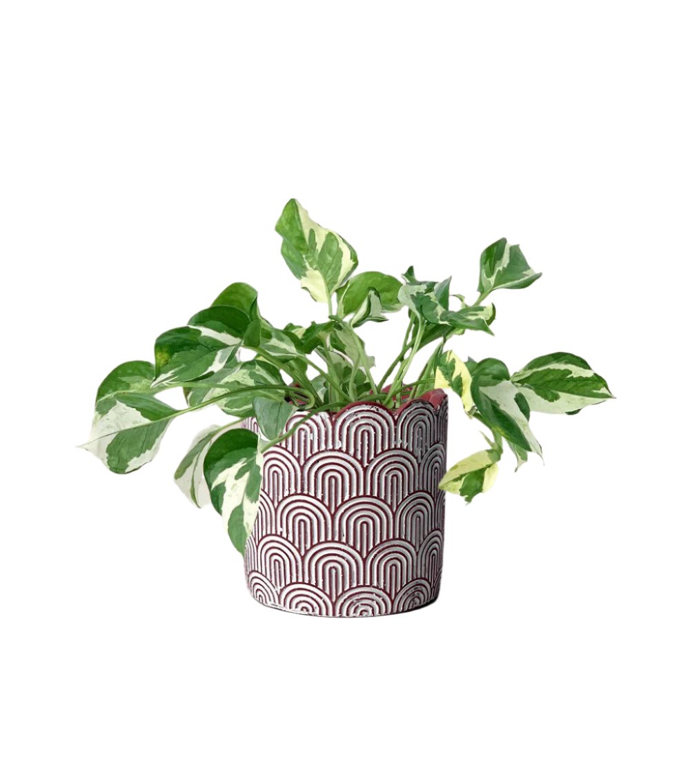 Pothos N'Joy paired with jacopo planter - 11cm