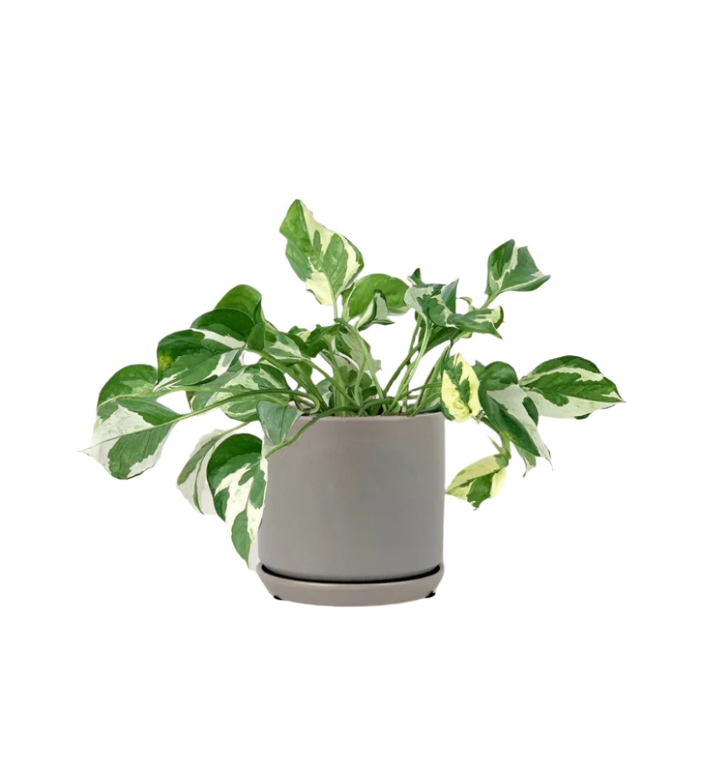 Pothos N'Joy paired with little cylinder grey with tray