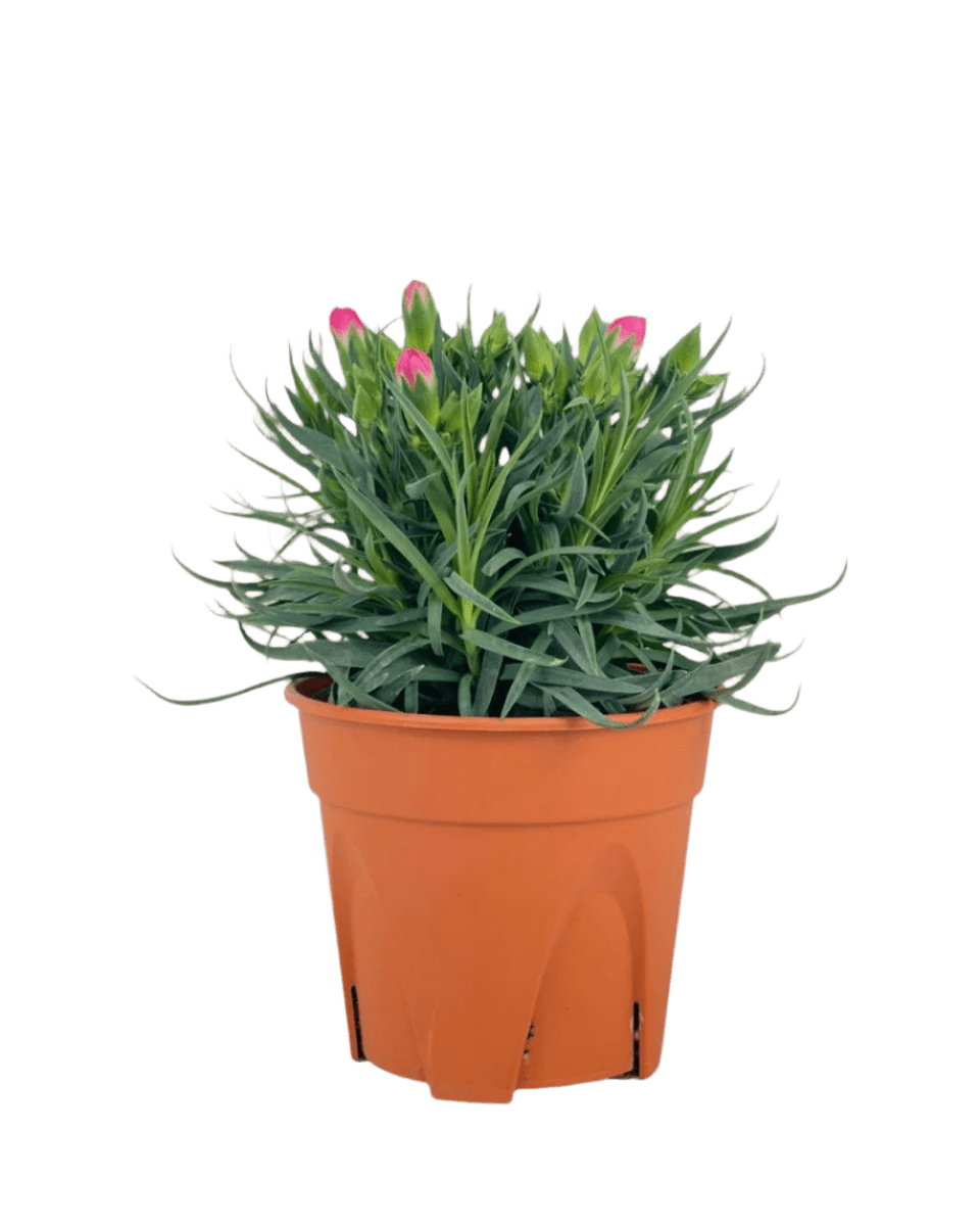 Potted Growing Carnation - Potted plant - POTT - POTT - GRW - 5598 - Tumbleweed Plants - Online Plant Delivery Singapore