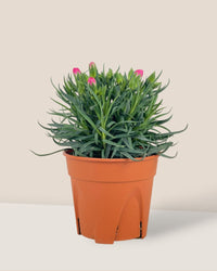 Potted Growing Carnation - grow pot - Potted plant - Tumbleweed Plants - Online Plant Delivery Singapore