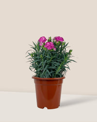 Potted Growing Carnation - grow pot - Potted plant - Tumbleweed Plants - Online Plant Delivery Singapore