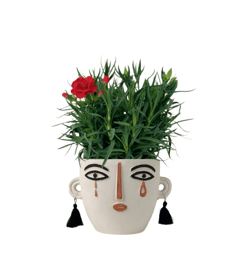 Potted Growing Carnation - Potted plant - POTT - POTT - WHT - 3357 - Tumbleweed Plants - Online Plant Delivery Singapore