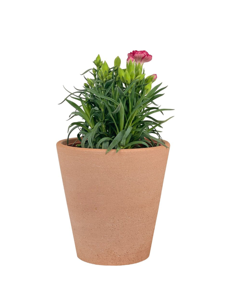 Potted Growing Carnation - white short polly - Potted plant - Tumbleweed Plants - Online Plant Delivery Singapore