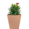 Potted Growing Carnation