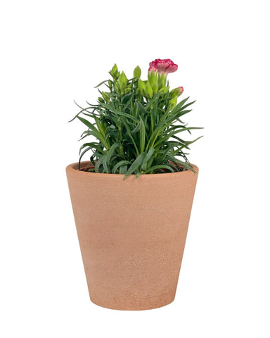 Potted Growing Carnation