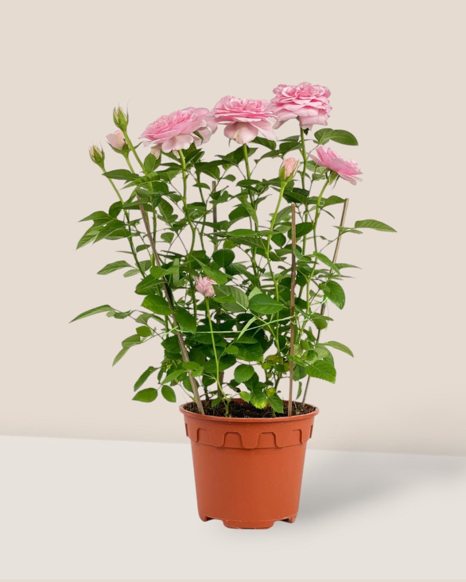 Potted Rose (0.4m) - grow pot - Potted plant - Tumbleweed Plants - Online Plant Delivery Singapore