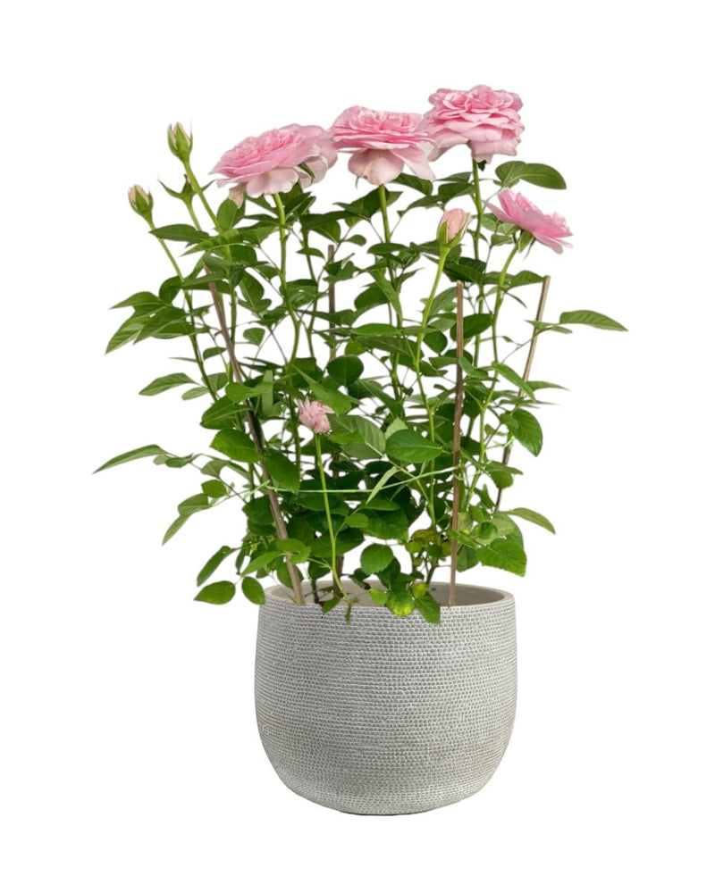Potted Rose (0.4m) - grow pot - Potted plant - Tumbleweed Plants - Online Plant Delivery Singapore