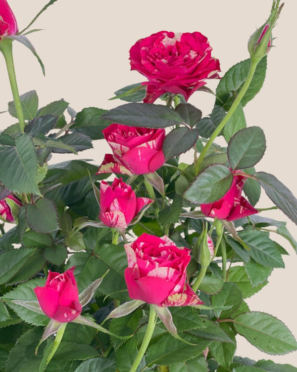 Potted Rose (0.4m) - grow pot - Potted plant - Tumbleweed Plants - Online Plant Delivery Singapore