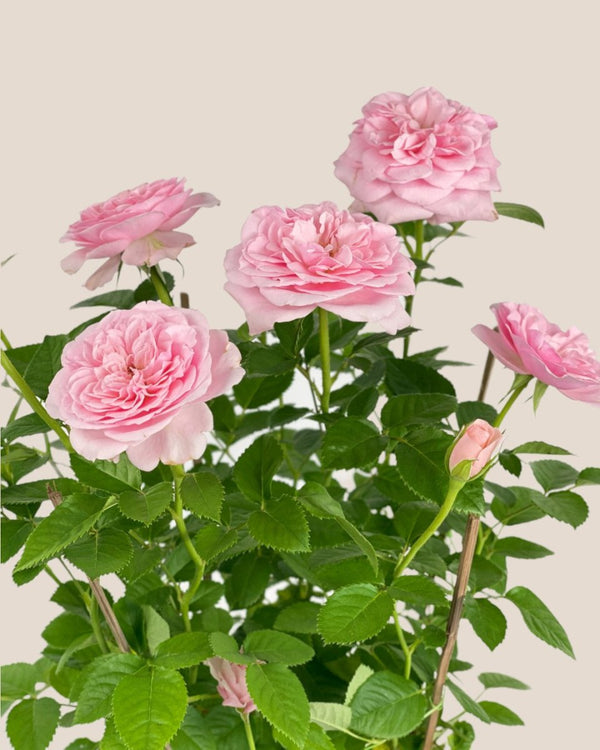 Potted Rose (0.4m) - grow pot - Potted plant - Tumbleweed Plants - Online Plant Delivery Singapore