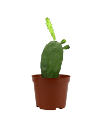 Prickly Pear Cactus (0.3) - grow pot - Potted plant - Tumbleweed Plants - Online Plant Delivery Singapore