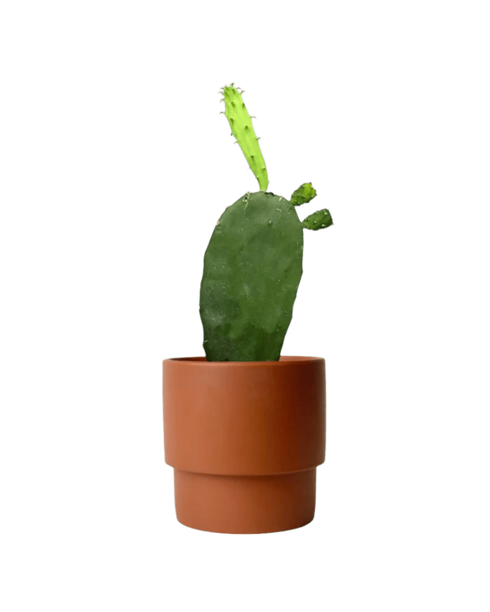 Prickly Pear Cactus (0.3) - plinth pot - chestnut/large - Potted plant - Tumbleweed Plants - Online Plant Delivery Singapore