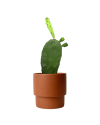 Prickly Pear Cactus (0.3) - plinth pot - chestnut/large - Potted plant - Tumbleweed Plants - Online Plant Delivery Singapore