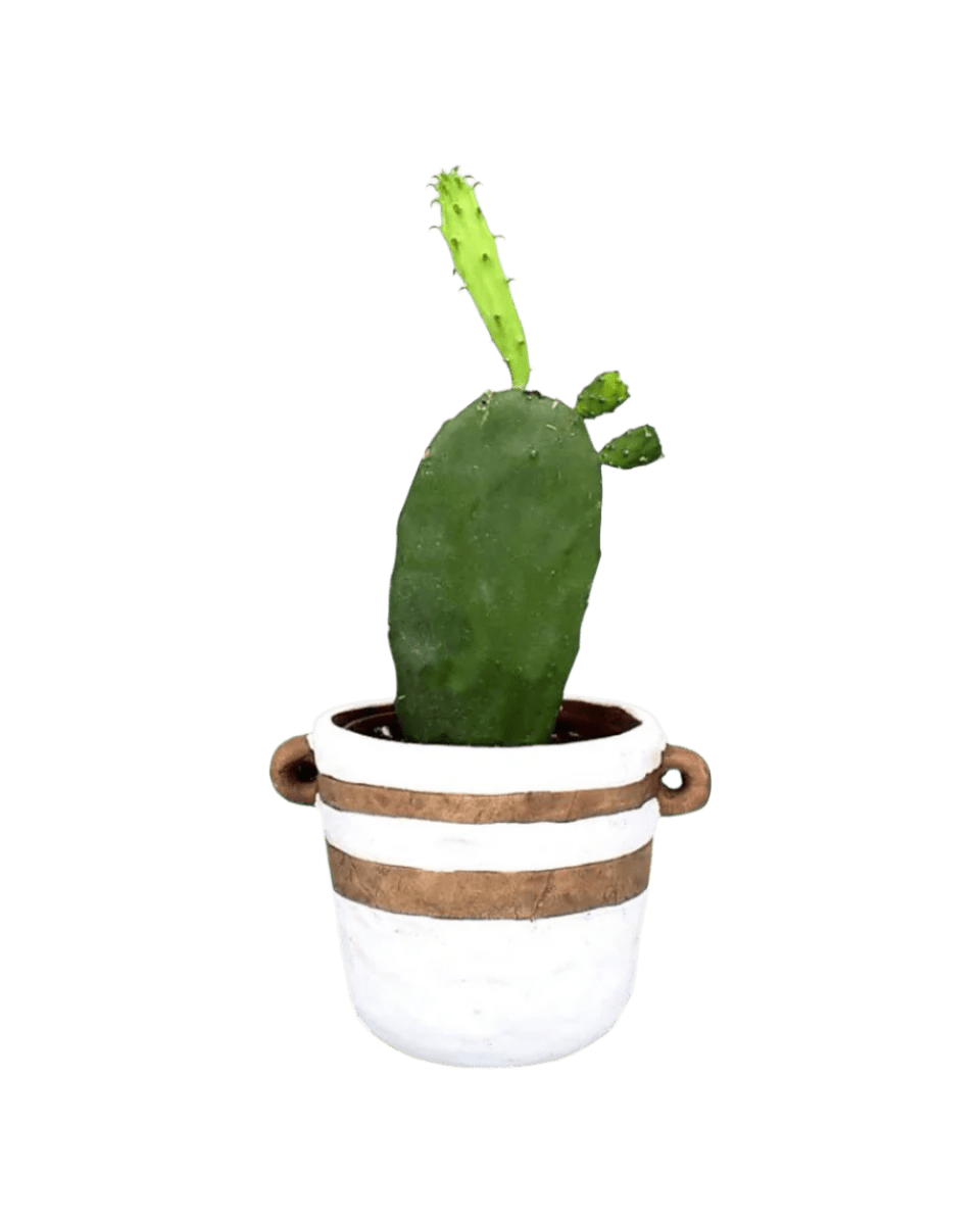 Prickly Pear Cactus (0.3) - portafino planter - white - Potted plant - Tumbleweed Plants - Online Plant Delivery Singapore