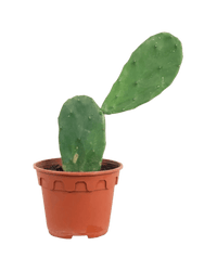 Prickly Pear Cactus (0.4) - Potted plant - POTT - PRIC - GRW - 5813 - Tumbleweed Plants - Online Plant Delivery Singapore