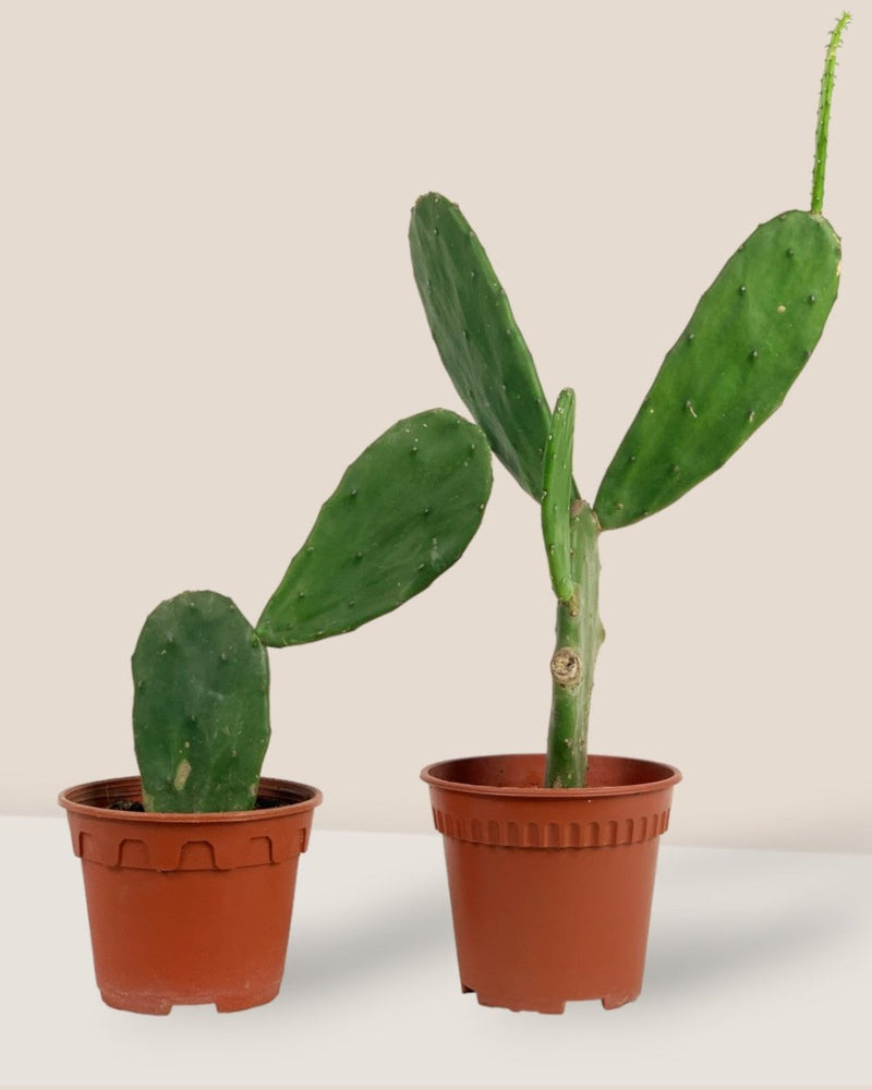 Prickly Pear Cactus (0.4) - grow pot - Potted plant - Tumbleweed Plants - Online Plant Delivery Singapore
