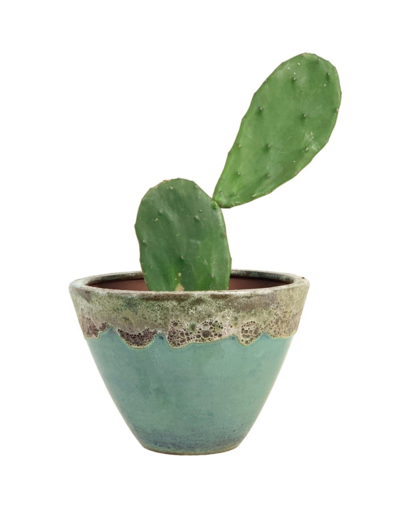 Prickly Pear Cactus (0.4) - grow pot - Potted plant - Tumbleweed Plants - Online Plant Delivery Singapore