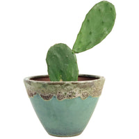 Prickly Pear Cactus (0.4)