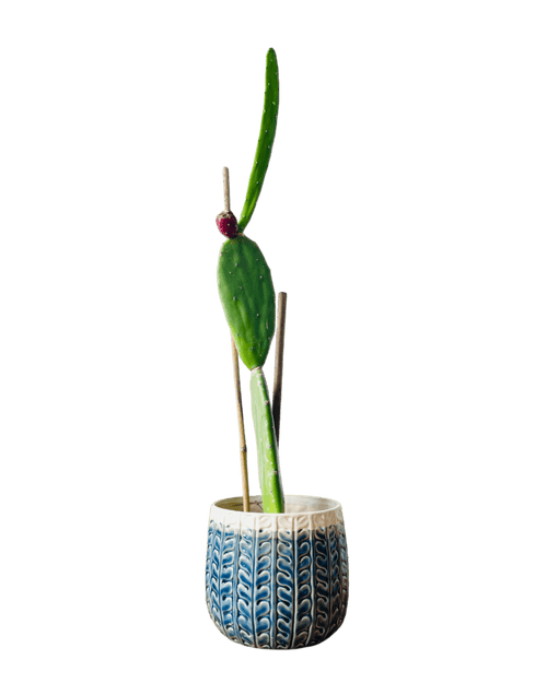 Prickly Pear Cactus (0.7m) - Potted plant - POTT - PRIC - GRW - 6494 - Tumbleweed Plants - Online Plant Delivery Singapore