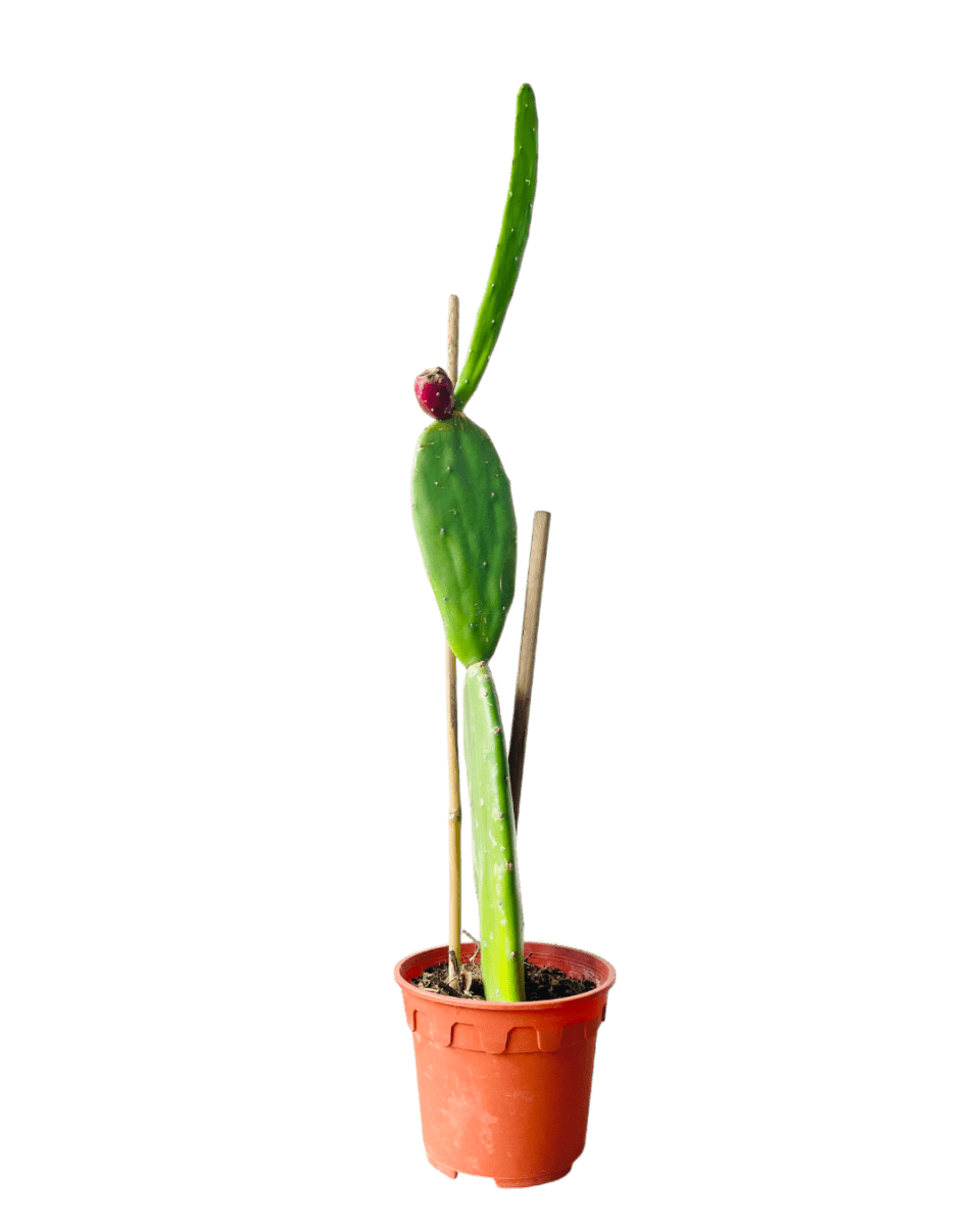 Prickly Pear Cactus (0.7m) - Potted plant - POTT - PRIC - GRW - 6494 - Tumbleweed Plants - Online Plant Delivery Singapore