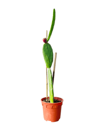 Prickly Pear Cactus (0.7m) - Potted plant - POTT - PRIC - GRW - 6494 - Tumbleweed Plants - Online Plant Delivery Singapore