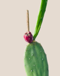 Prickly Pear Cactus (0.7m) - Potted plant - POTT - PRIC - GRW - 6494 - Tumbleweed Plants - Online Plant Delivery Singapore