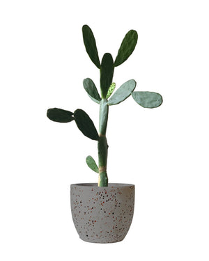 Prickly Pear Cactus (1.2) paired with XL Egg Pots - Grey