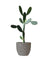 Prickly Pear Cactus (0.6-0.9m)