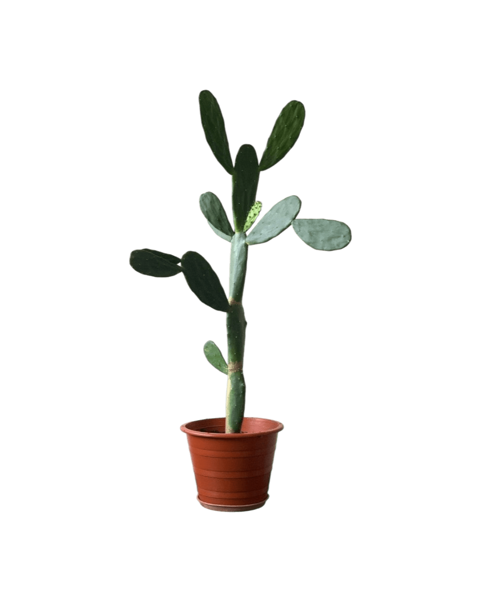 Prickly Pear Cactus (1m) - grow pot - Potted plant - Tumbleweed Plants - Online Plant Delivery Singapore