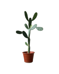 Prickly Pear Cactus (1m) - grow pot - Potted plant - Tumbleweed Plants - Online Plant Delivery Singapore