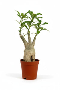 Adenium Desert Rose Plant