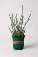 Blue Chalksticks - Pencil Plant Succulent