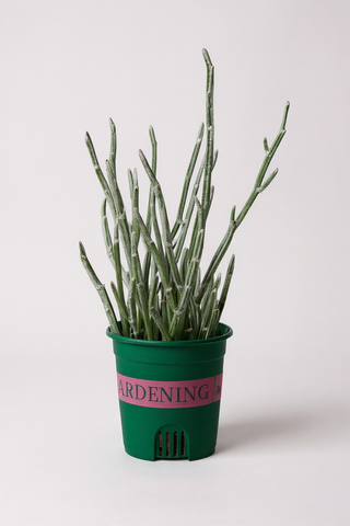 Blue Chalksticks - Pencil Plant Succulent - grow pot