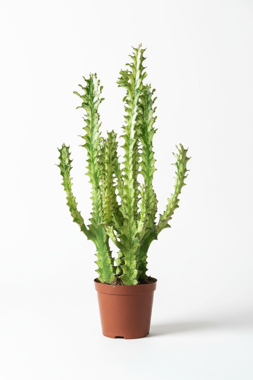 Medium Assorted Cactus