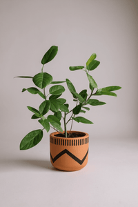 Ficus Audrey Benghalensis / Japanese Golden Leaf Fig - Potted plant - POTT - FICU - FPL - 4209 - Tumbleweed Plants - Online Plant Delivery Singapore