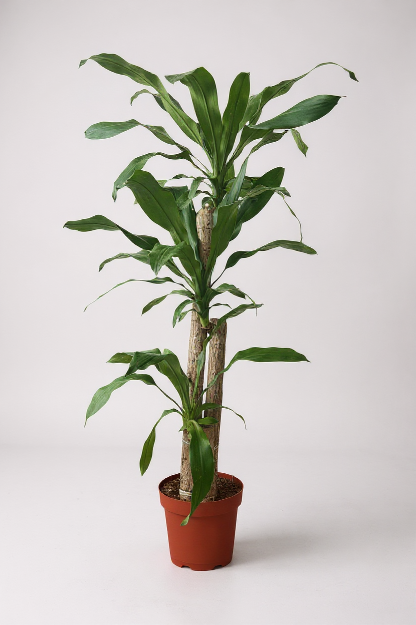 Grow Pot