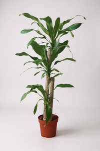 Large Dracaena Fragrans (Iron Tree) - Potted plant -  Tumbleweed Plants