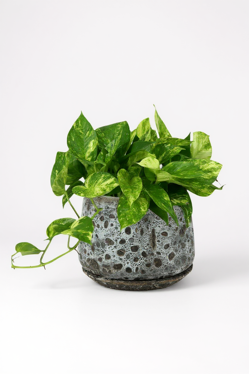 brown moon pot - large with tray