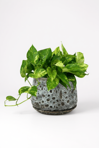 Epipremnum Aureum - Golden Pothos (Variegated) - Potted plant -  Tumbleweed Plants
