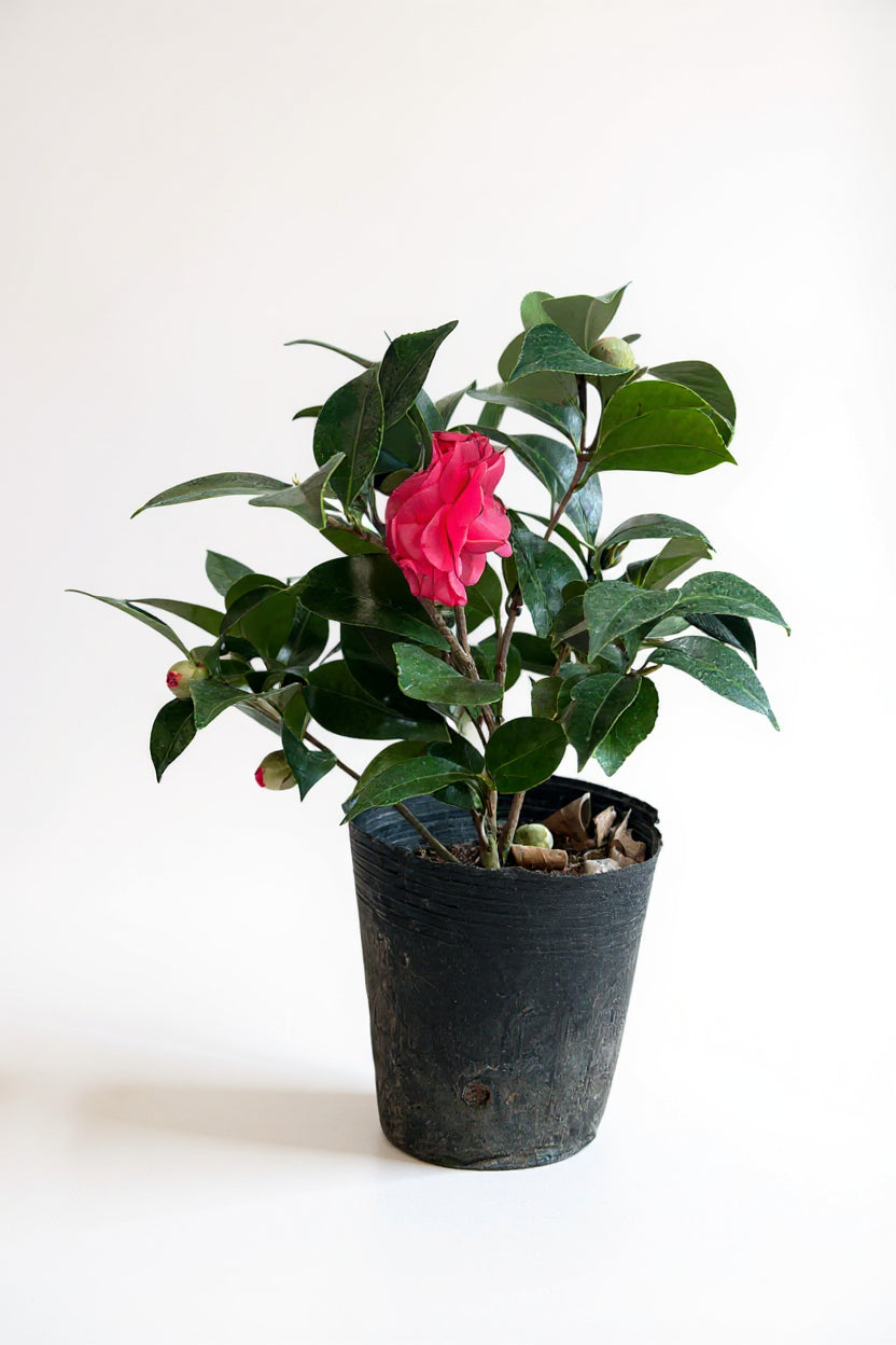 Camellia Blooms Junior