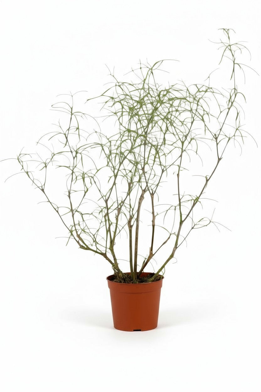 Euphorbia Hedyotoides