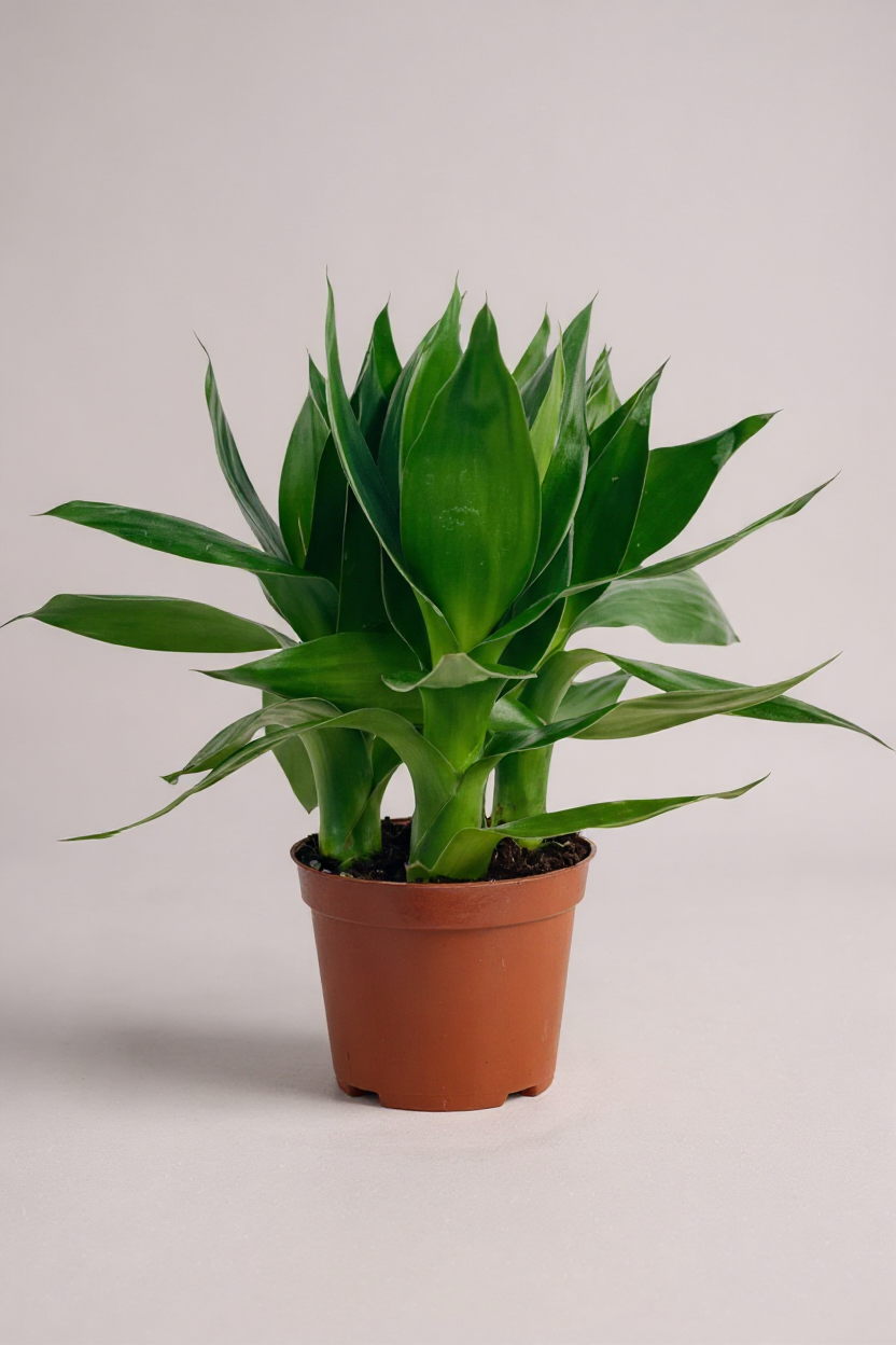 Grow Pot