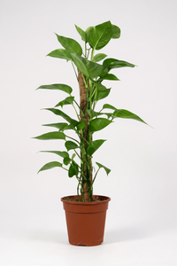 Epipremnum Aureum - Money Plant (Variegated) - Potted plant -  Tumbleweed Plants