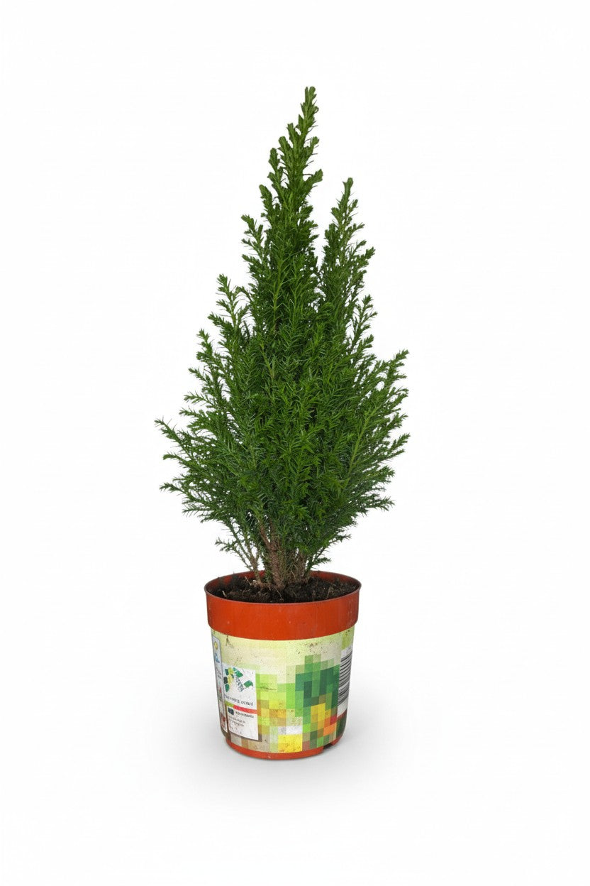Mini Christmas Tree - Assorted Origins