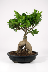 Bird Plum Bonsai - Potted plant -  Tumbleweed Plants