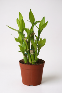 Mini Lucky Bamboo Plant - Cluster