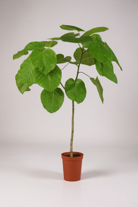 Ficus Umbellata Tree - Potted plant -  Tumbleweed Plants