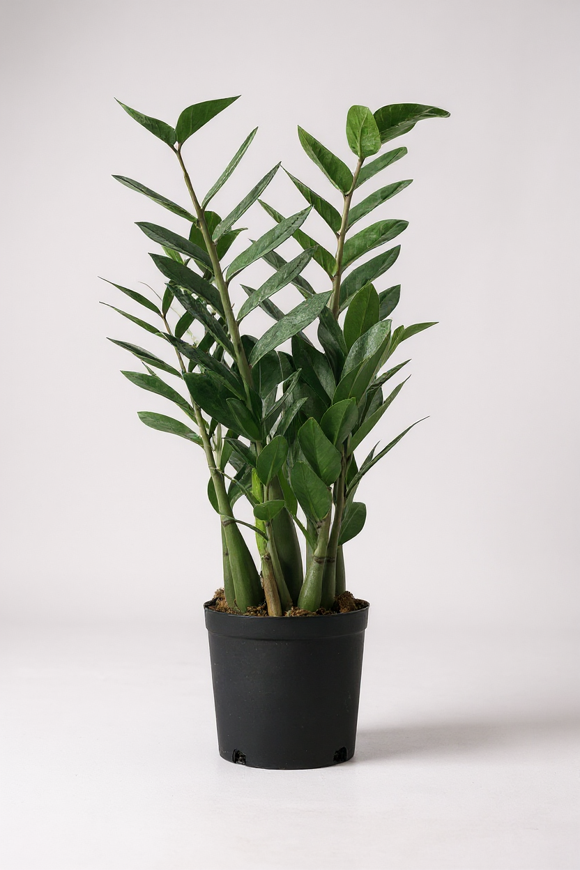 90-110cm zz plant 21cm pot large zanzibar gem Buy Best Large ZZ (Zanzibar Gem) Plant